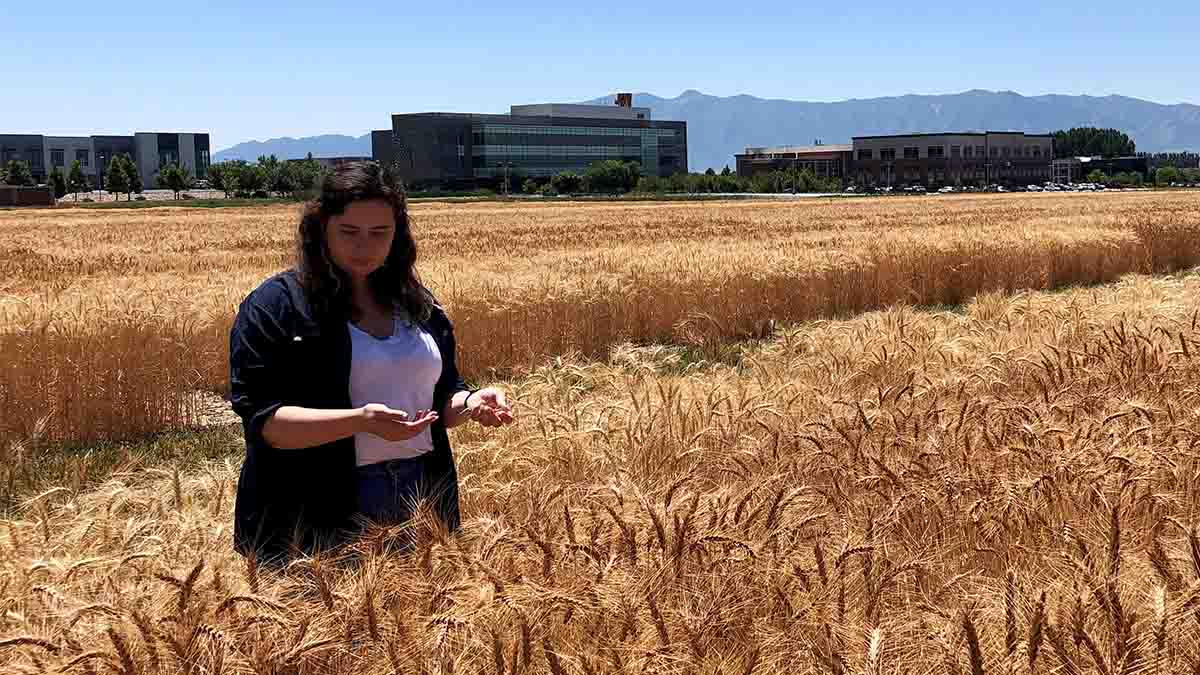 Woman looks at seeds in her hand in a field of wheat
