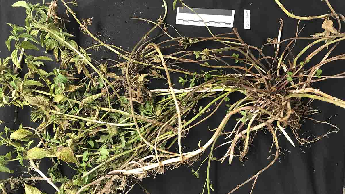 A disease effecting a mint plant