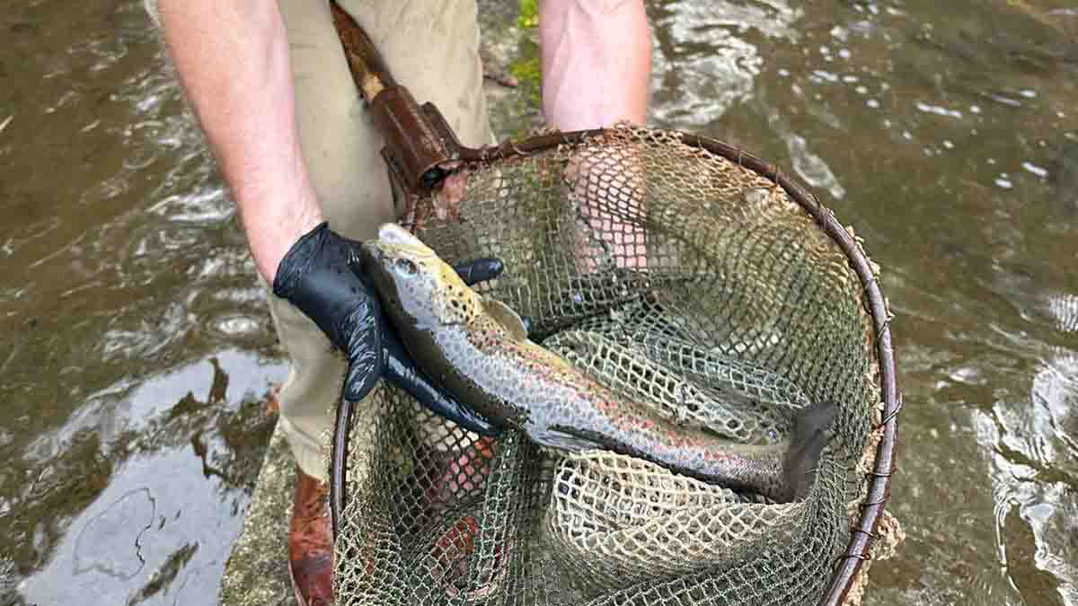 A man holding a fish within a net.