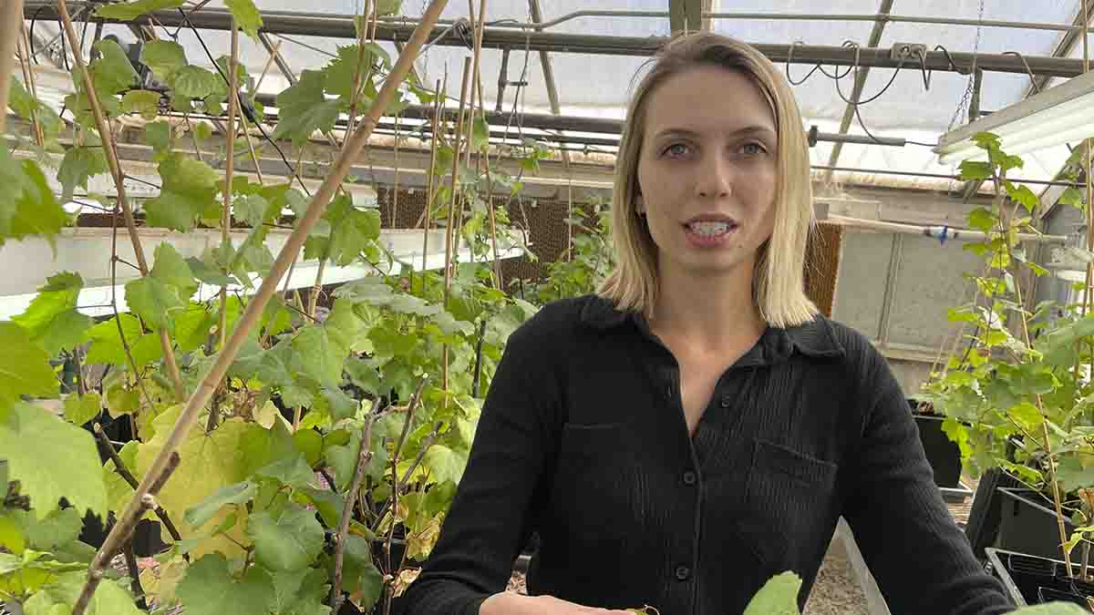 A woman standing inside a greenhouse surrounded with grapevine plants.