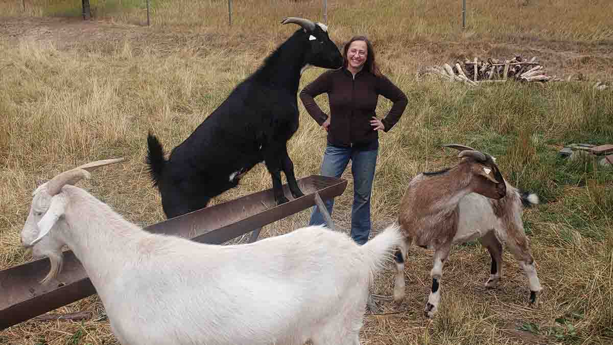 A woman surrounded with goats.