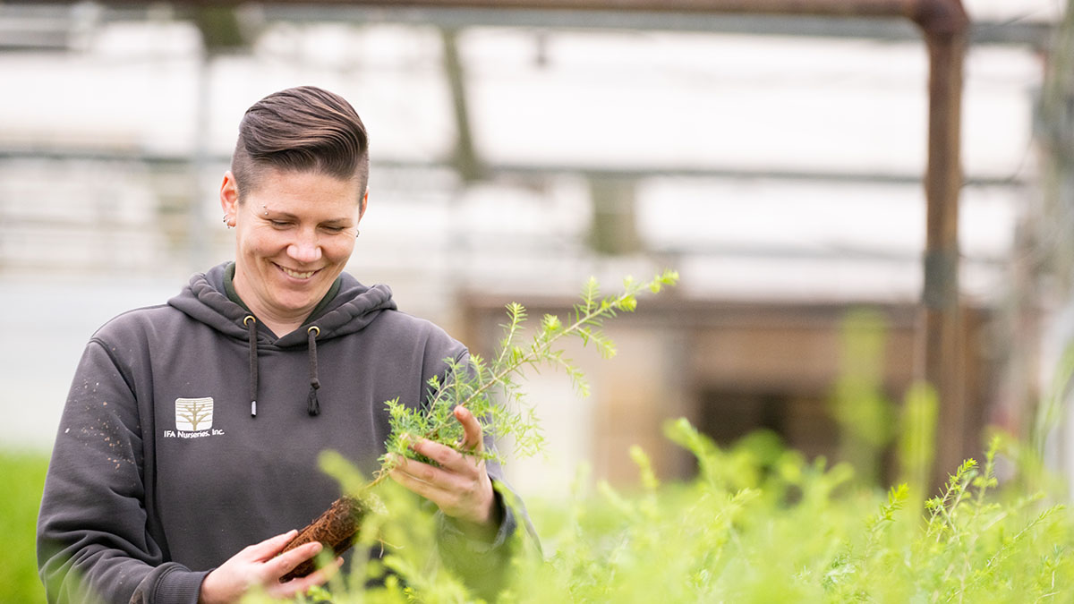 A forest nursery worker holds a seedling plug while standing amidst rows of evergreen seedlings in a forest nursery.