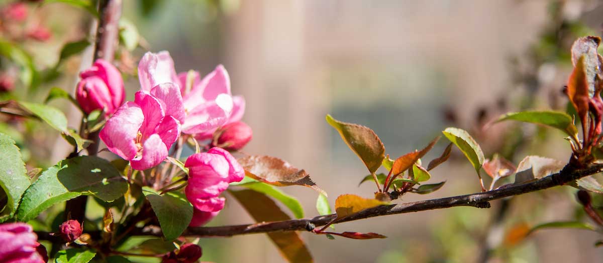 Flowering branch.