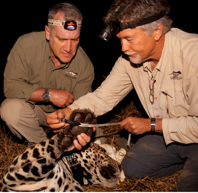 Speaker Howard Quigley with Alan Rabinowitz, founder of Panthera, on the left processing a captured jaguar