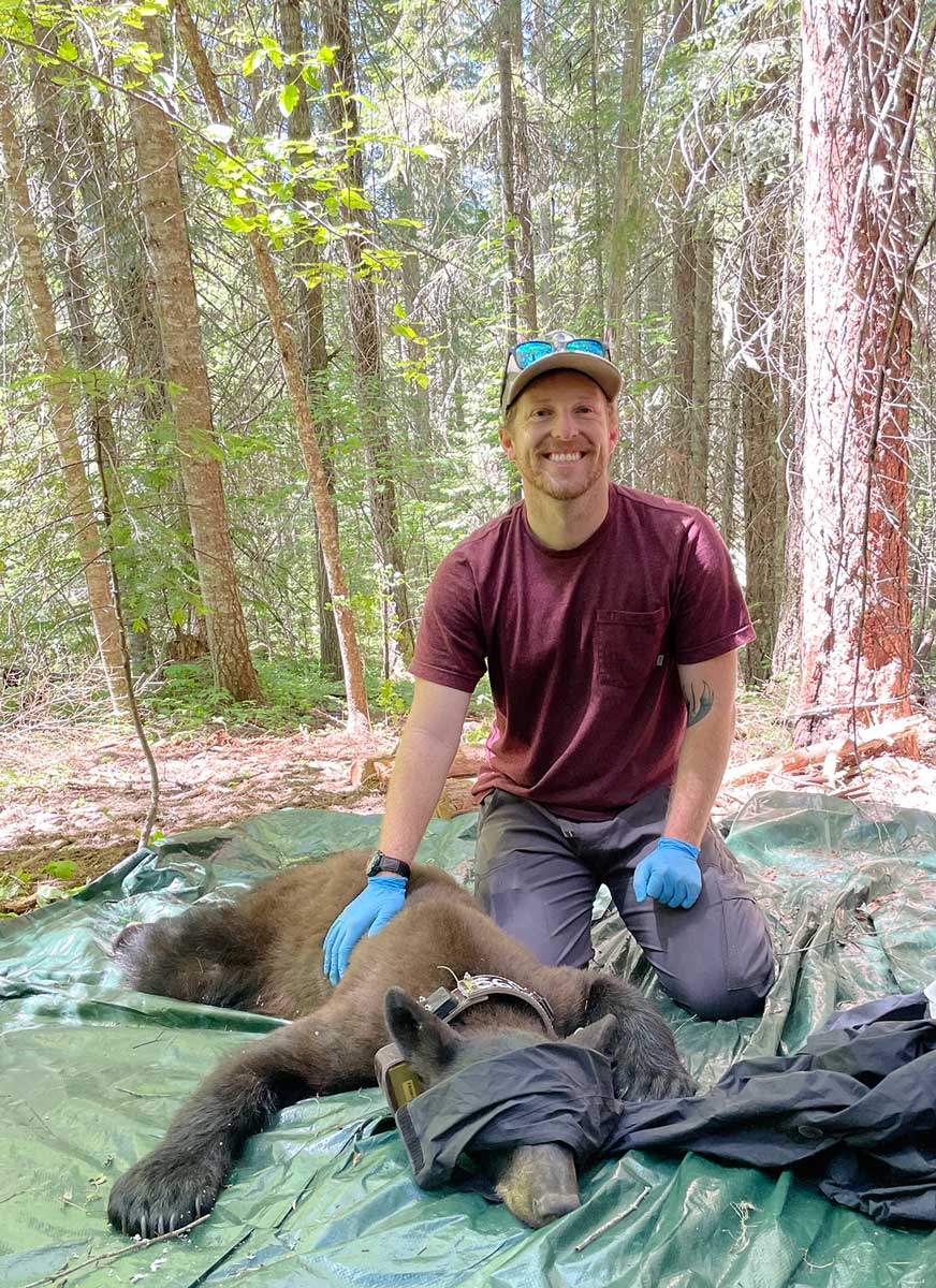 Matt Nelson and tranquilized bear