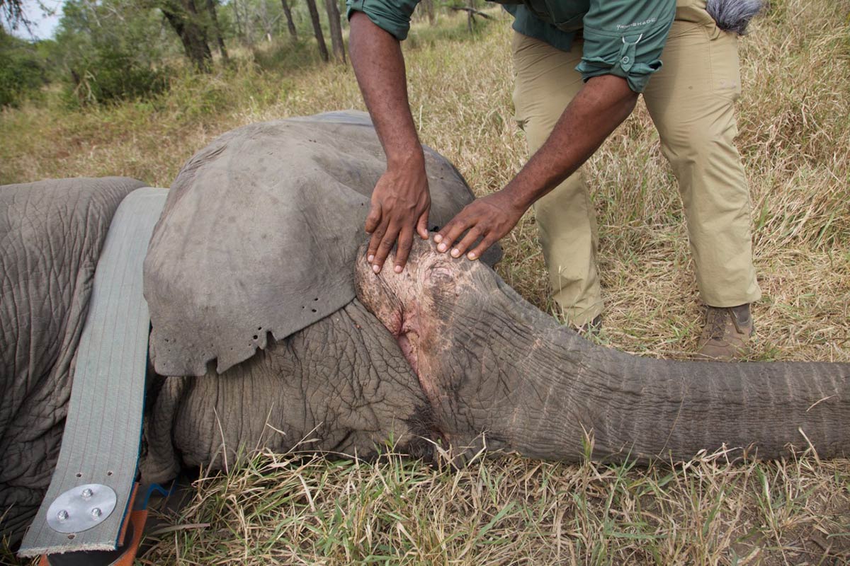 A tranquilized tuskless female elephant.