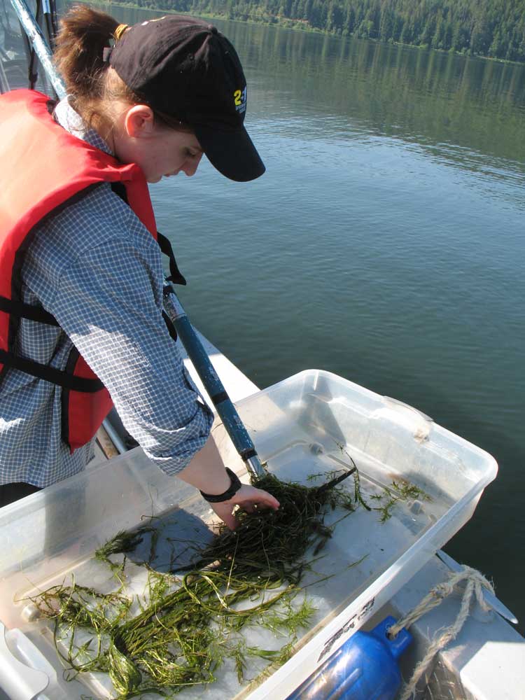 Beth Hoots uses a rake to collect water plants.