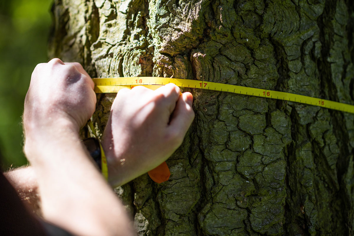 Forestry graduate and marine veteran Bill Perry measures a fir as part of a timber cruising exercise