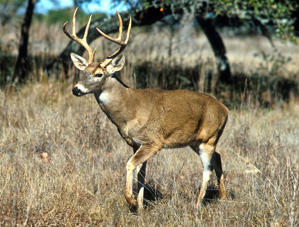 A deer wanders a meadow.