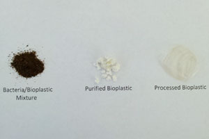 Examples of bacterica/bioplastic mixture, purified bioplastic and processed bioplastic created from cow manure by a University of Idaho Civil Engineering team.