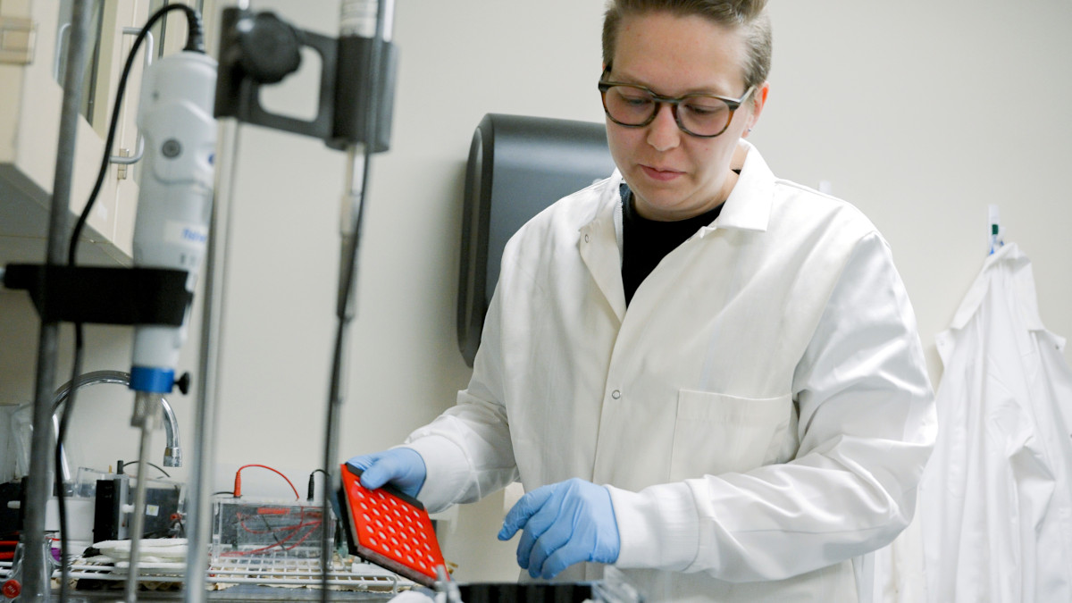 Student works with research materials to study tendon formation.