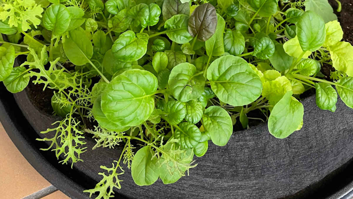 Potted herb garden