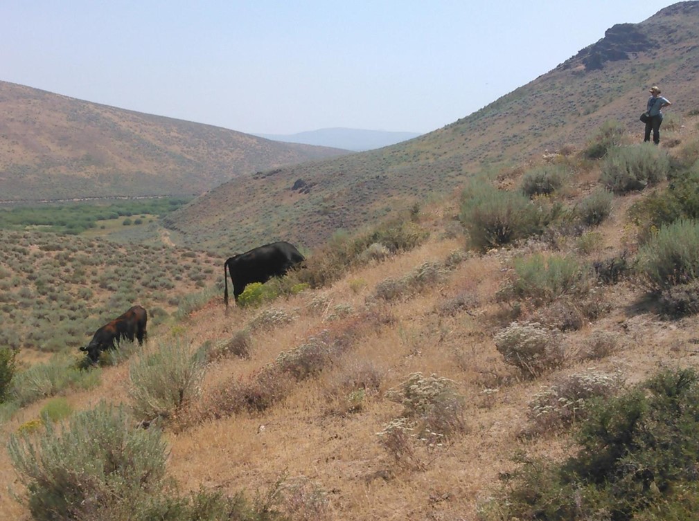 Cows graze a slope on rangeland while a woman observes.