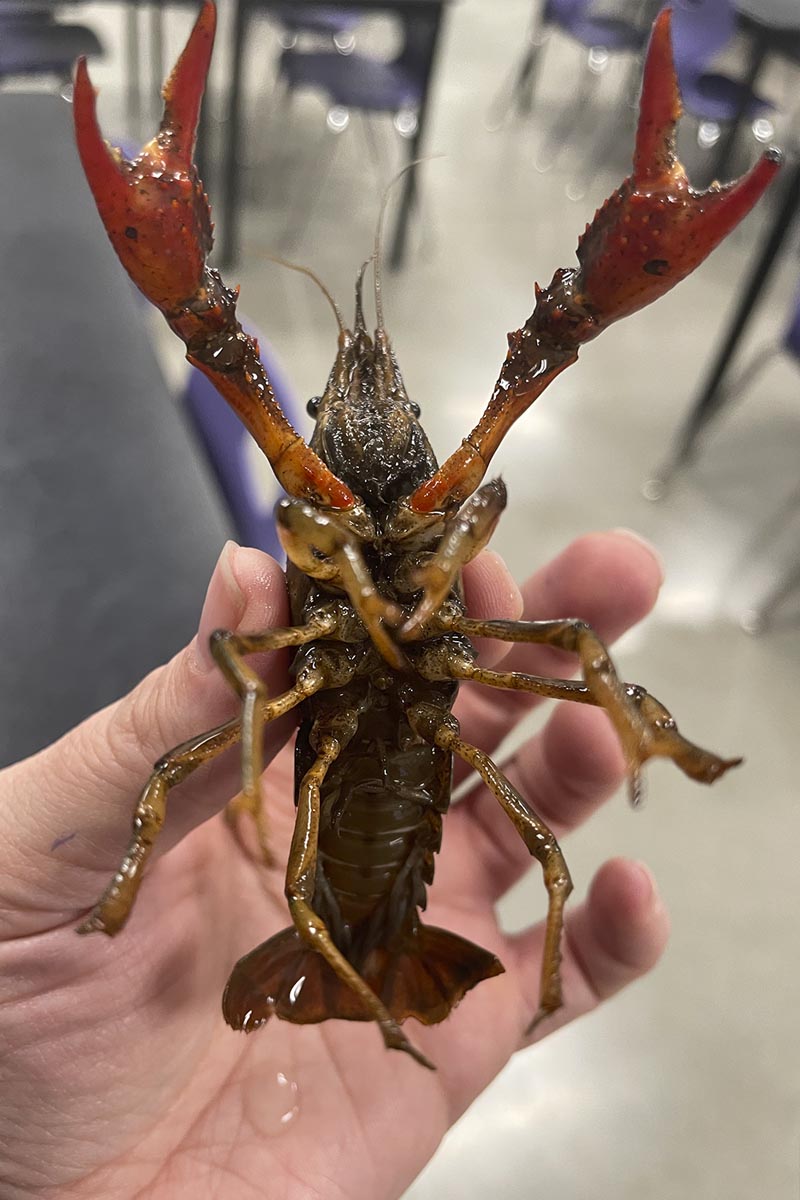 A woman holds a red swamp crayfish in a classroom.