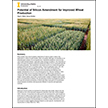 Potential of Silicon Amendment for Improved Wheat Production