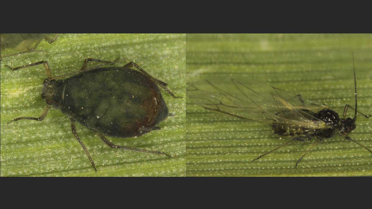 Bird cherry-oat aphid wingless and winged