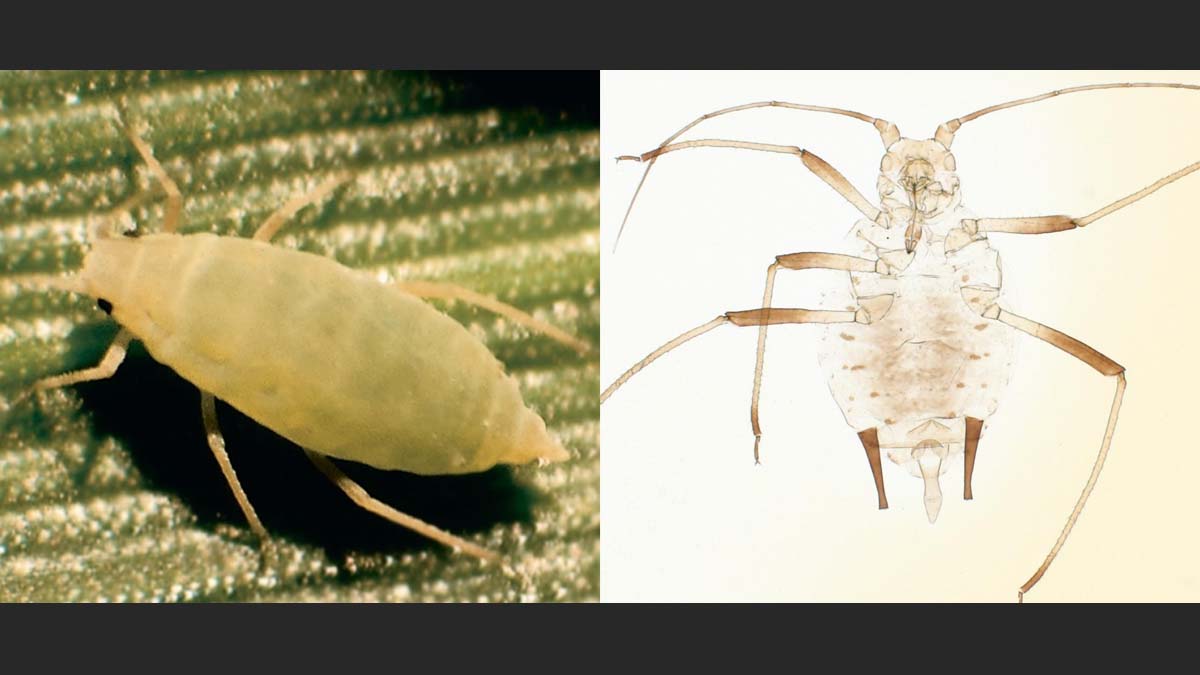 Comparing cornicle sizes of a Russian wheat aphid and English grain aphid