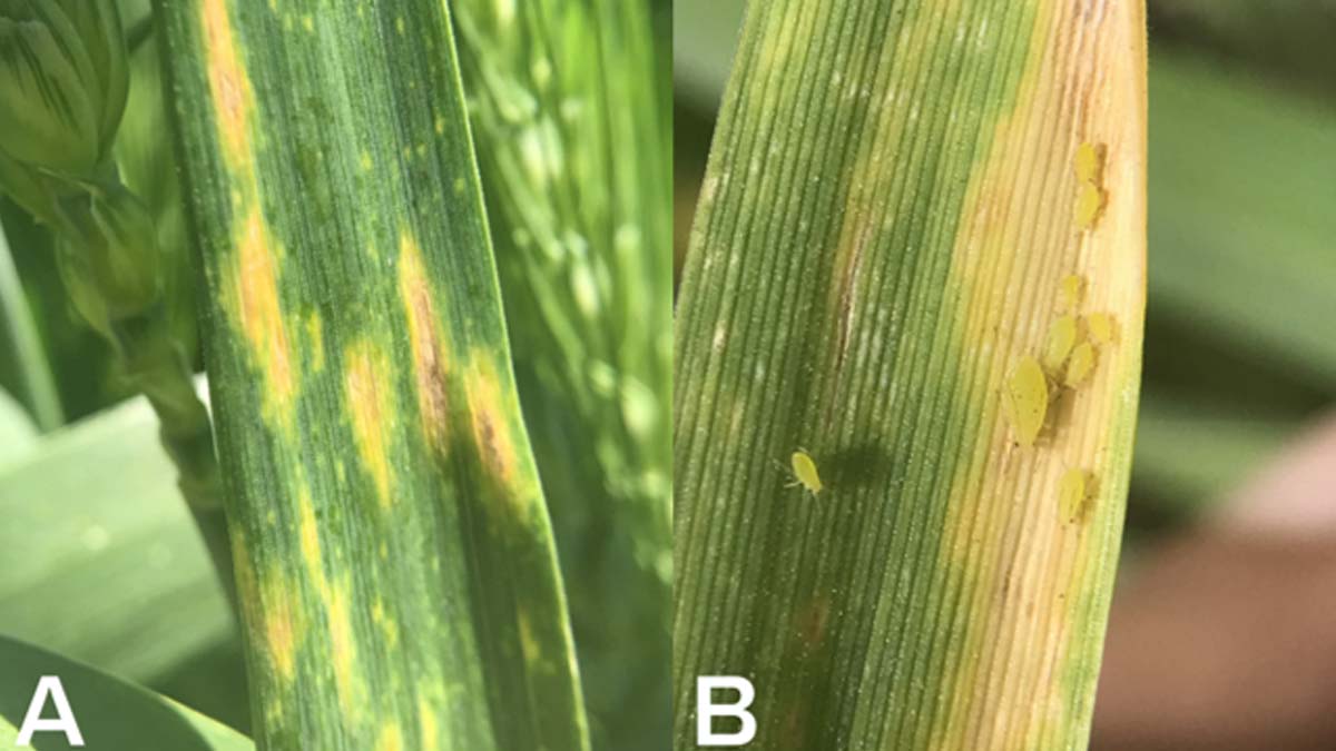 Damage on wheat caused by cereal grass aphids