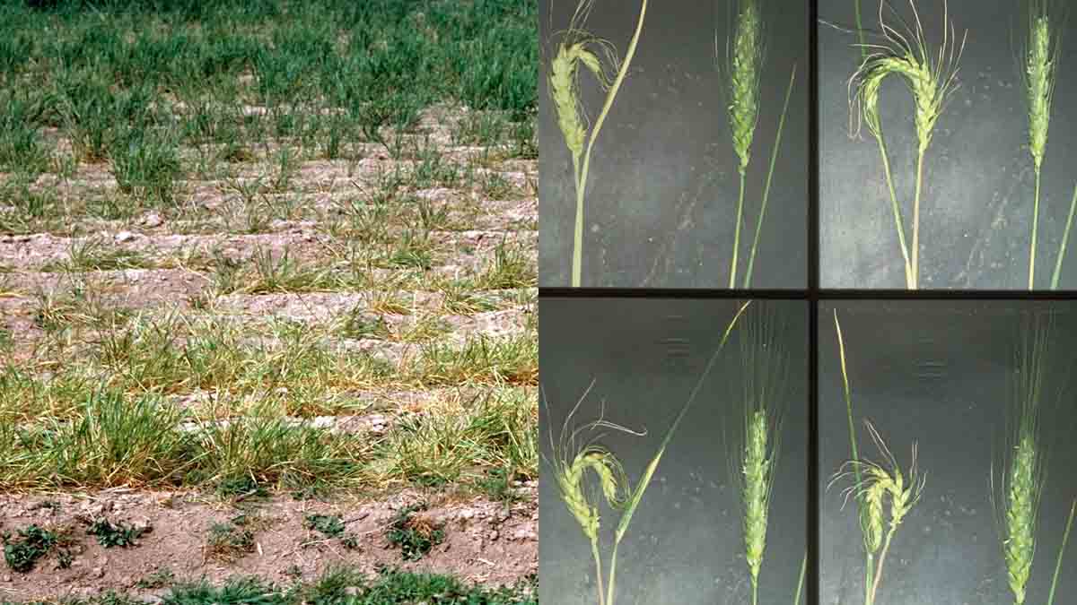 Damage on wheat caused by Russian wheat aphids showing rows of yellowed plants showing symptoms similar to drought damage (left); seed head curling (right)