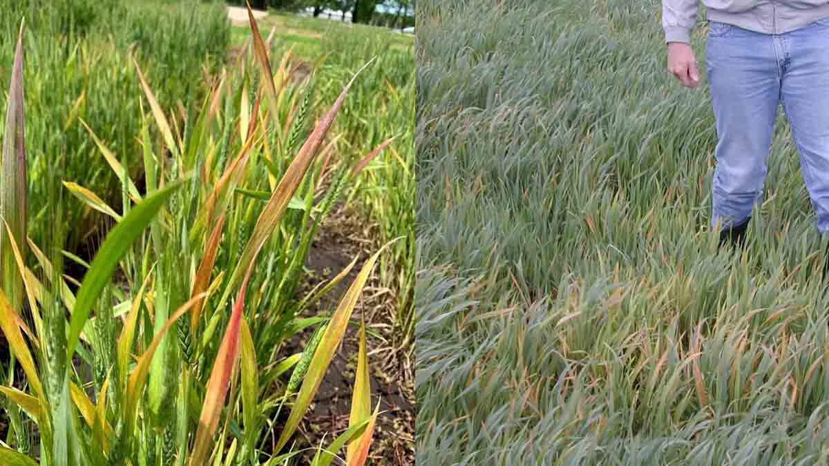 Symptoms of Barley yellow dwarf virus . Reddish and yellowish leaf discoloration on wheat (left); field showing several oat plants suffering from characteristic BYD yellowing (right)