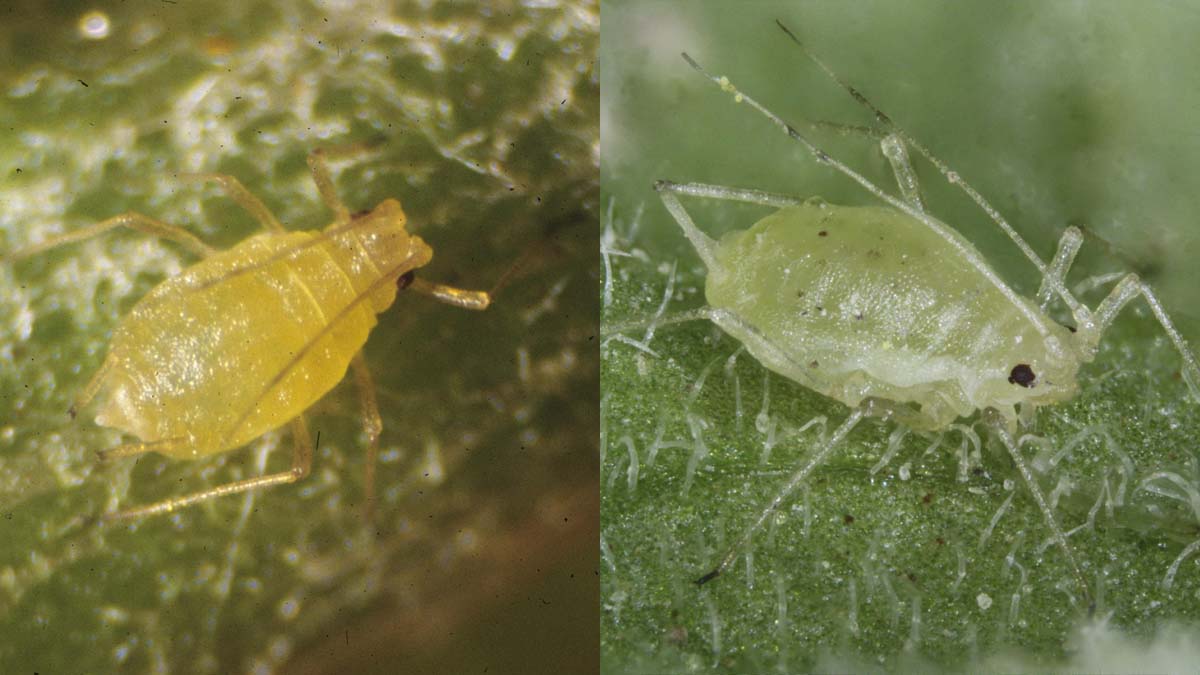 Green peach aphid (left) and potato aphid (right), wingless adults.