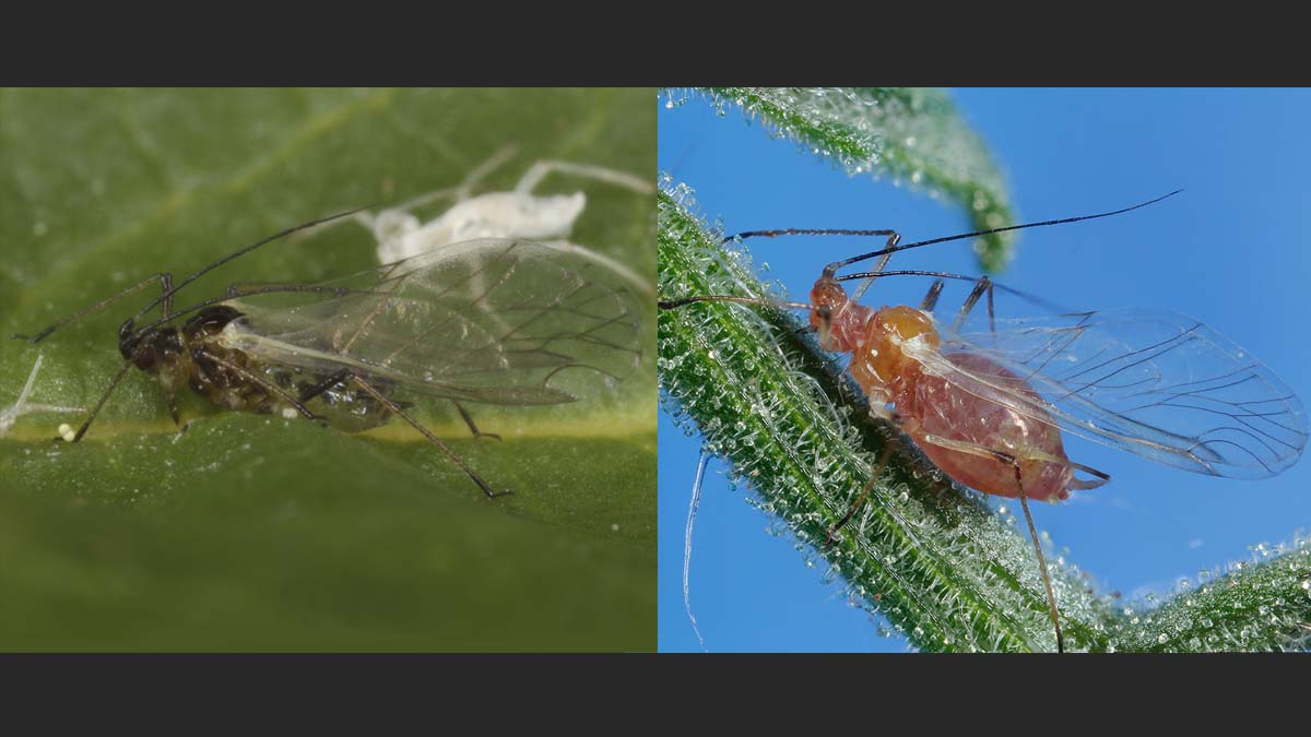 A green peach and potato aphid