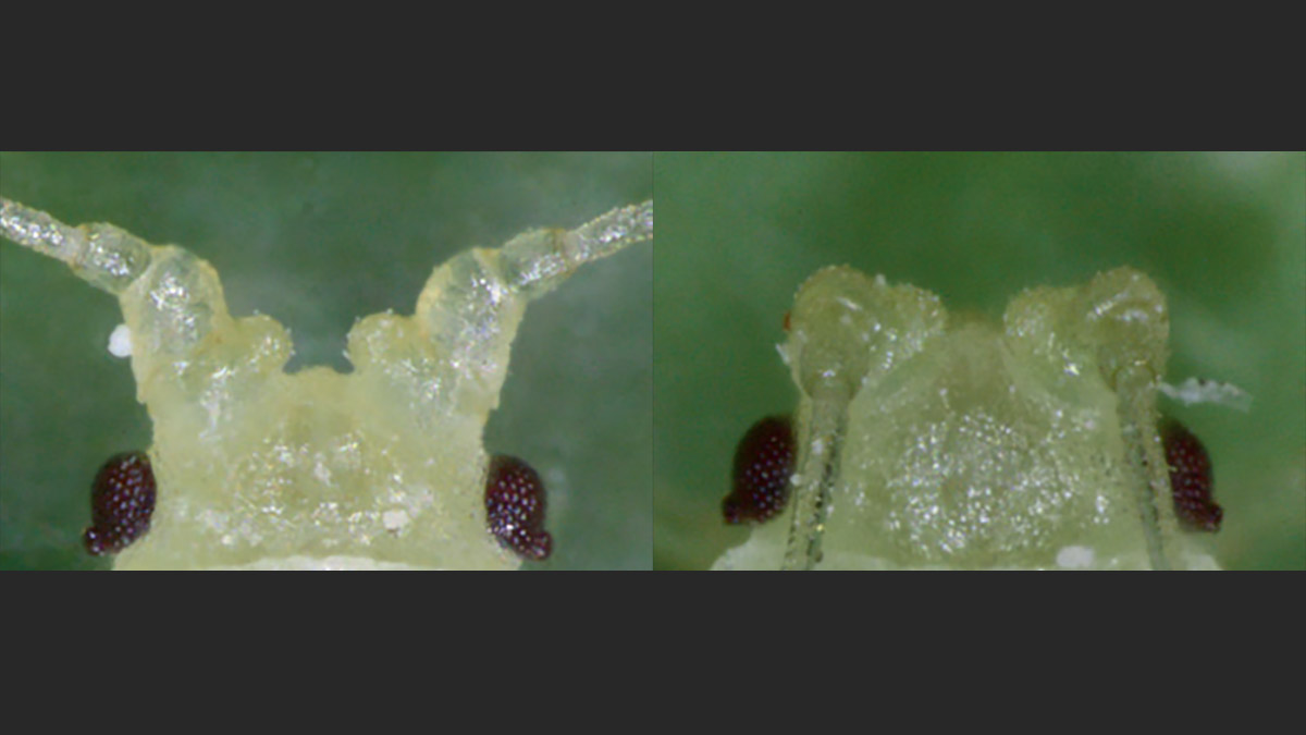 Antennal tubercles of green peach aphid versus potato aphid