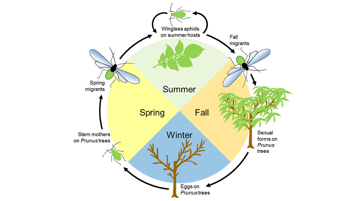 Lifecycle of green peach aphid