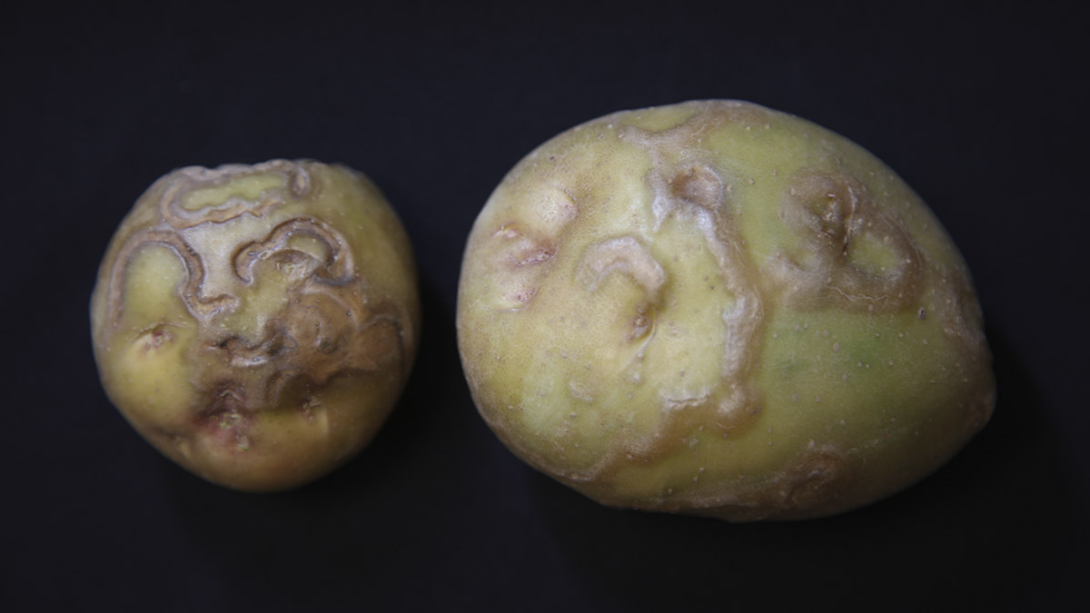 Symptoms of Potato Tuber Necrotic Ringspot Disease