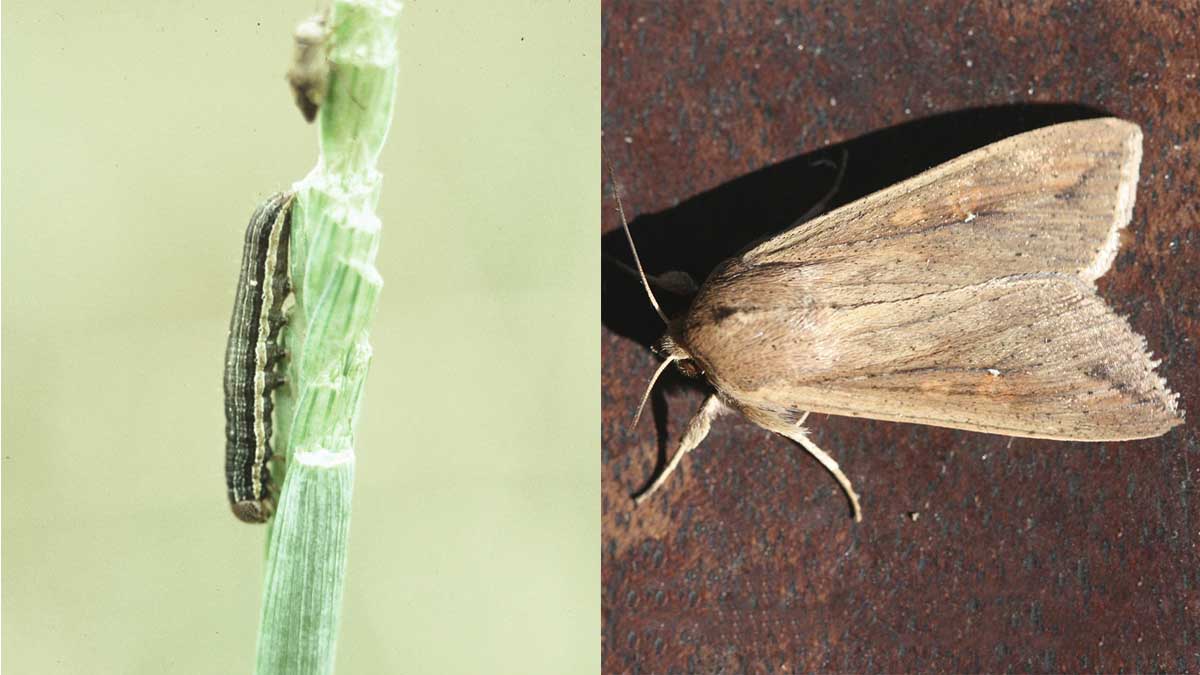 Armyworm larva and adult