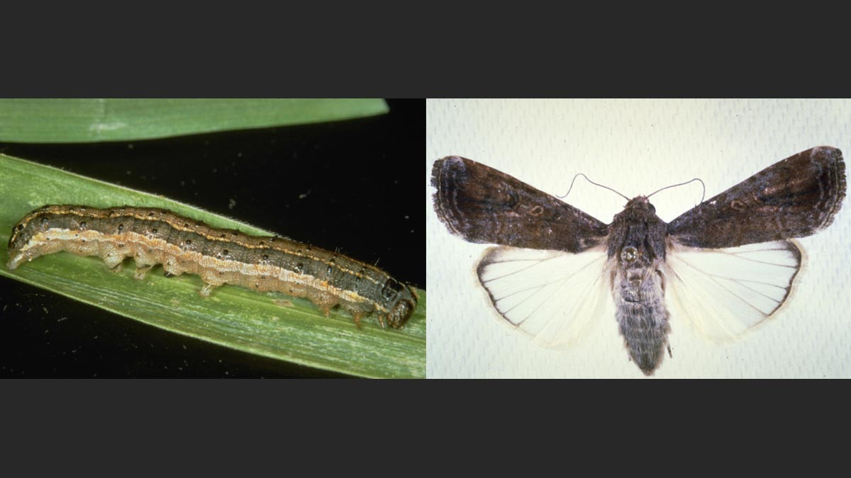 Fall armyworm larva and adult