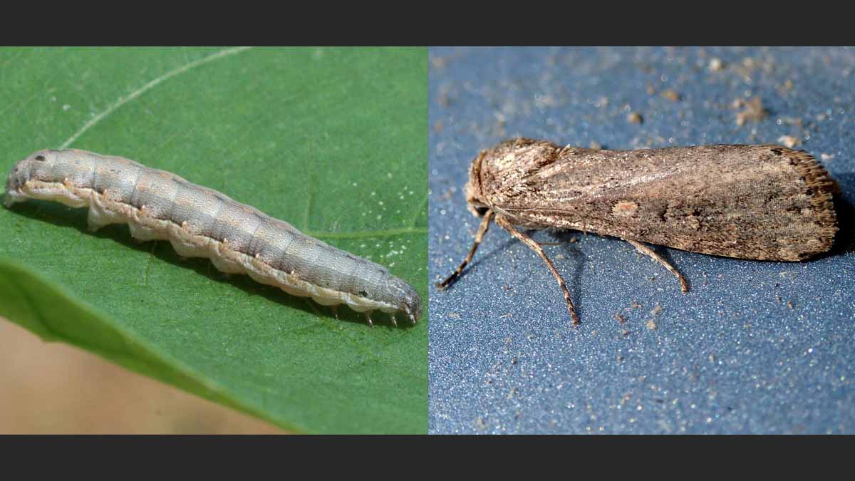 Beet armyworm larva and adult