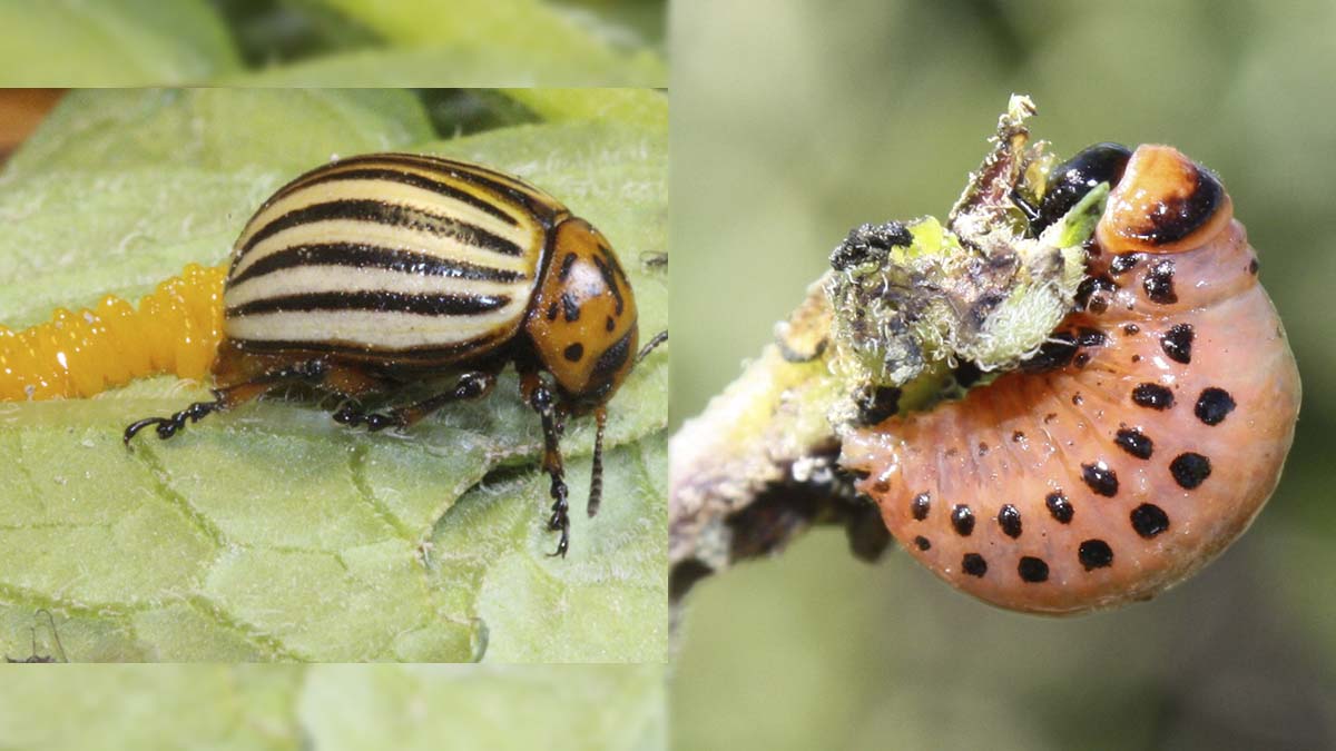Colorado beetle adult and eggs and larva