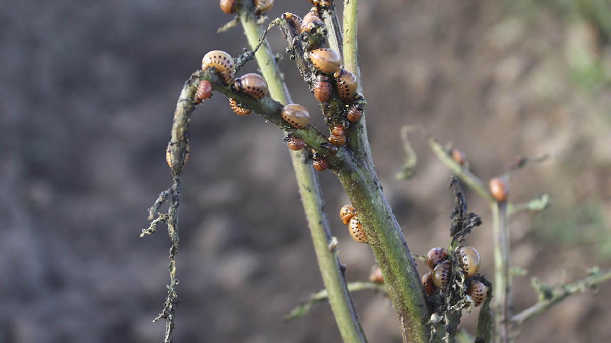 Colorado beetle larva on potato plant