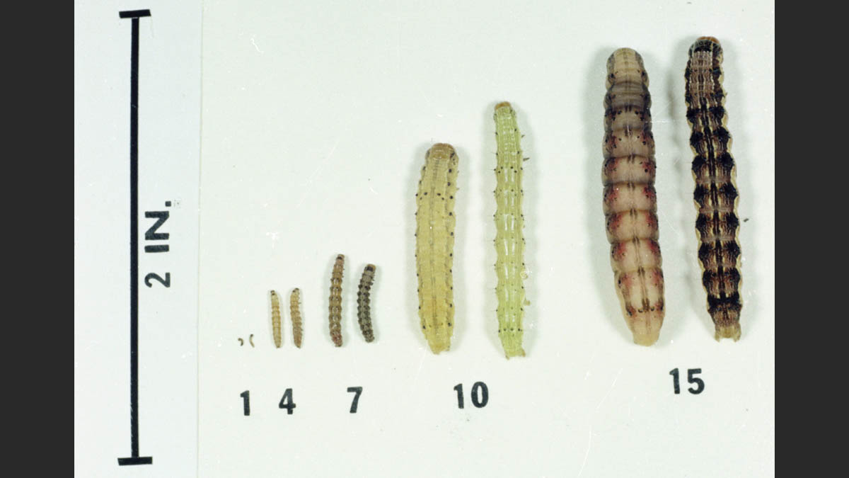Corn earworm larvae, numbers indicating days after hatching