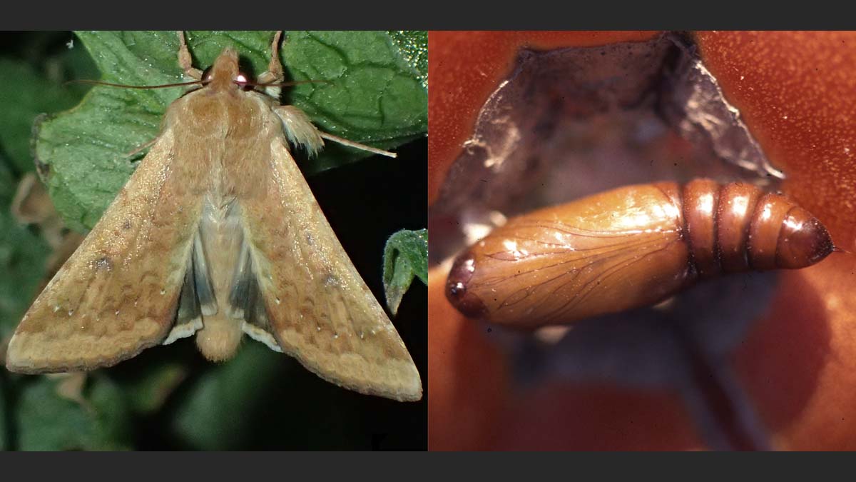 Corn earworm adult (left) and pupa (right)