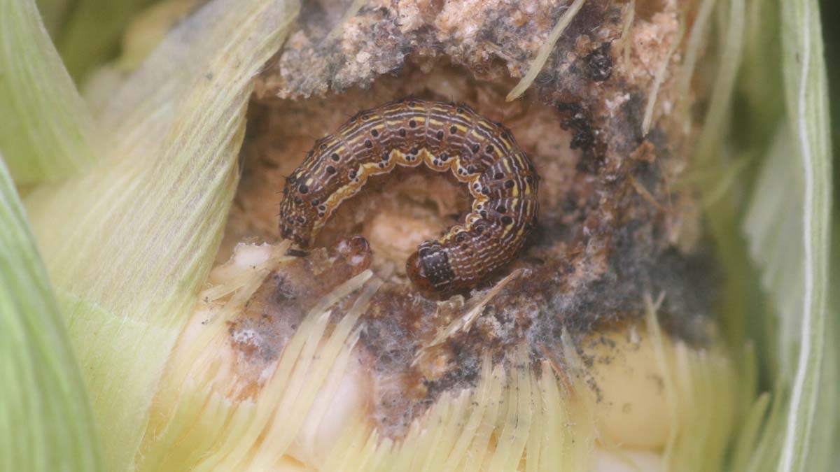 Corn earworm damage to sweet corn
