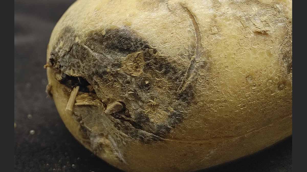 Fusarium dry rot symptoms visible on external tuber surface.