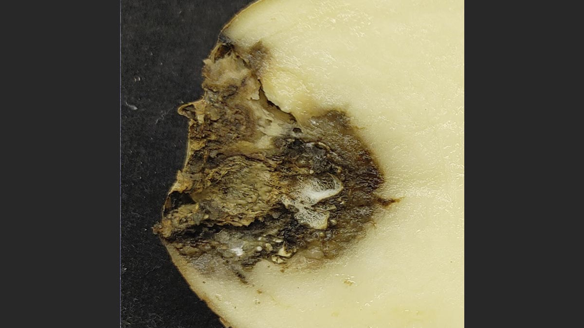 Internal Fusarium dry rot symptoms.