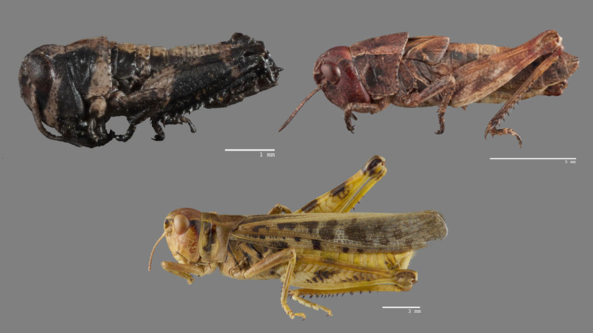 Clearwinged Grasshopper (Camnula pellucida), 1st instar nymph (top), 4th instar nymph (center) and adult (bottom)