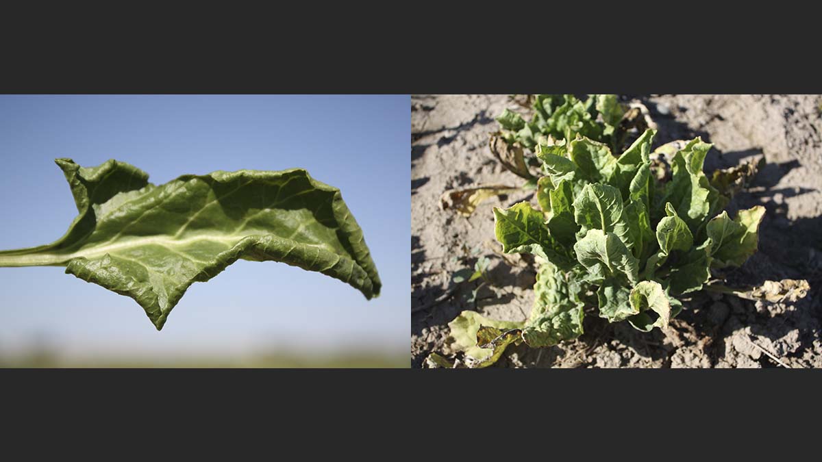 Curly top symptoms in sugar beet leaf (left) and whole plant (right)
