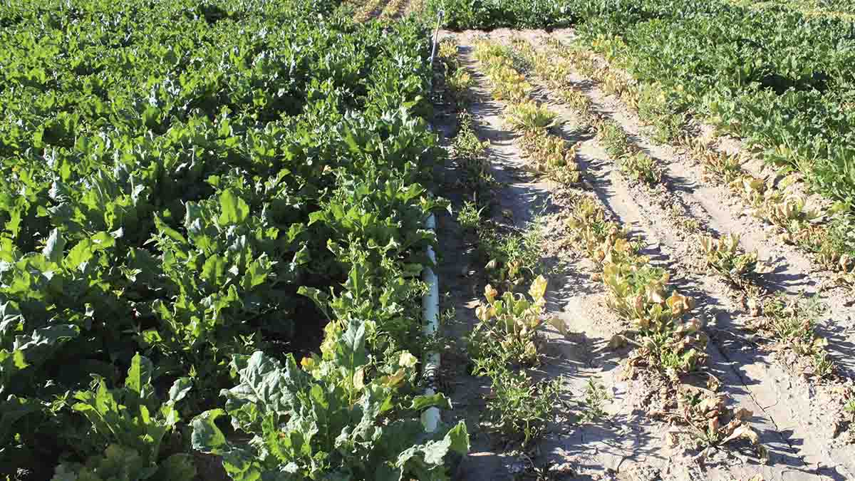 Beets treated and untreated with insecticide