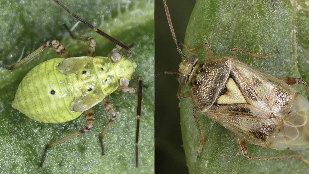 Lygus nymph (left) and adult (right)