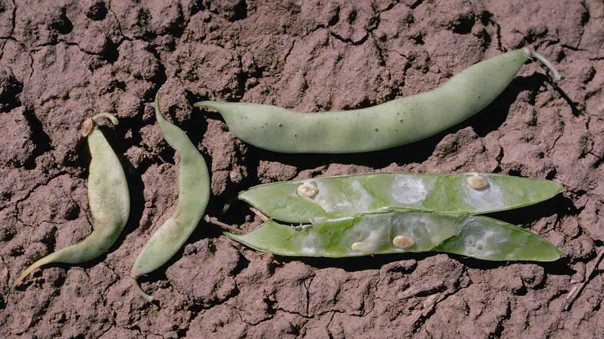 Damage to bean pods and seeds caused by lygus bug feeding