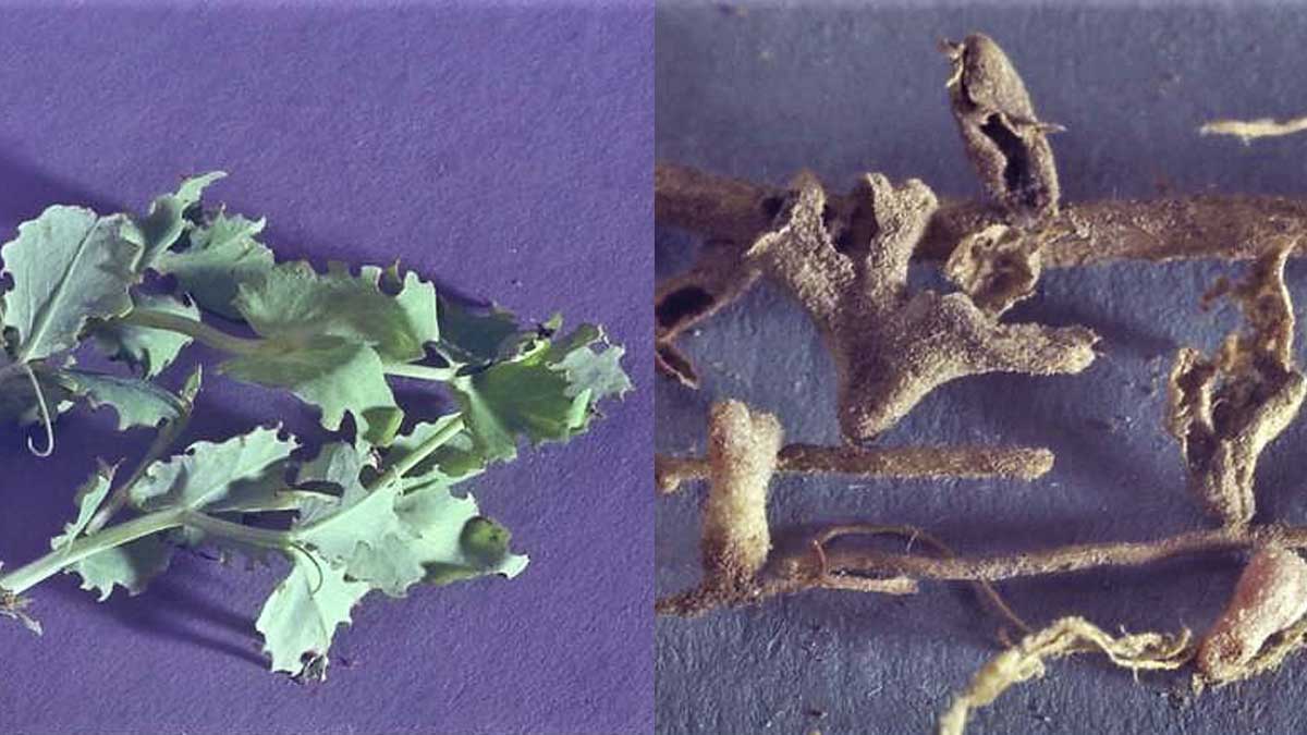 Pea leaf weevil damage on leaves and roots