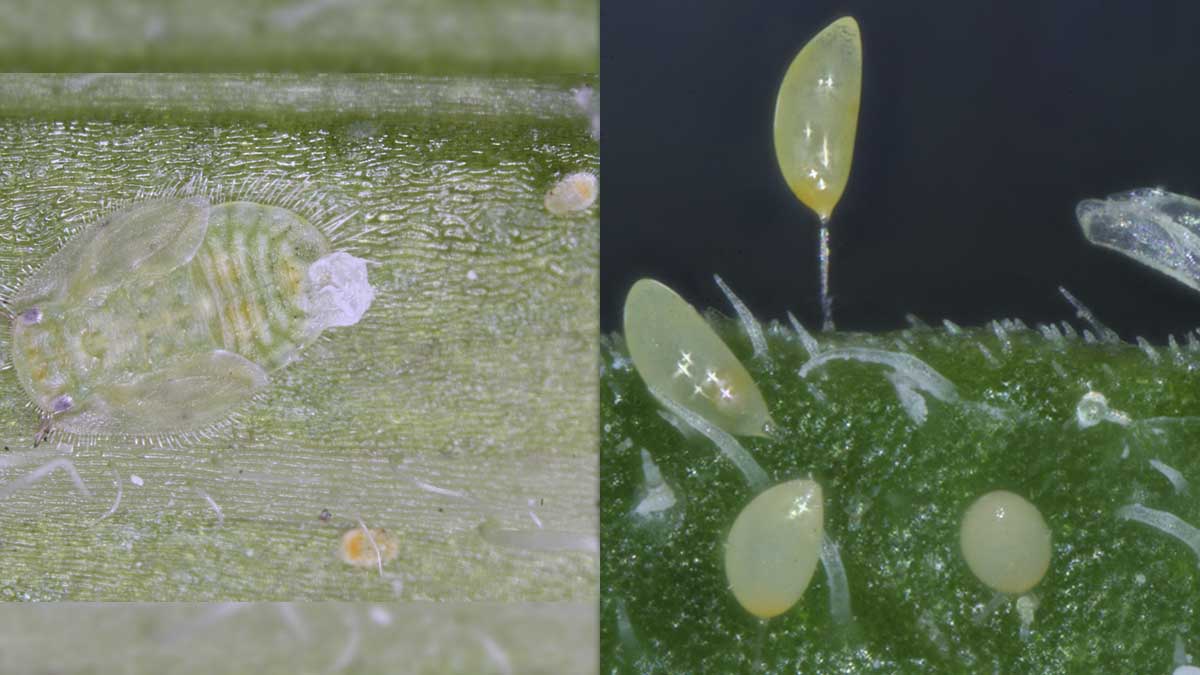 Potato psyllid nymph (left) and eggs (right)