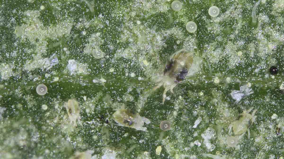 Two-spotted spider mites (both adults and immatures) and eggs