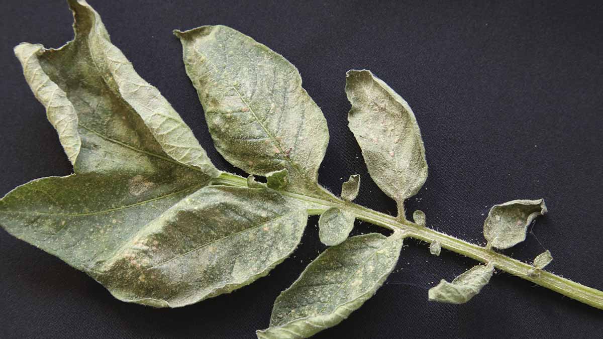 Potato leaf with characteristic mite damage and webbing from heavy infestation