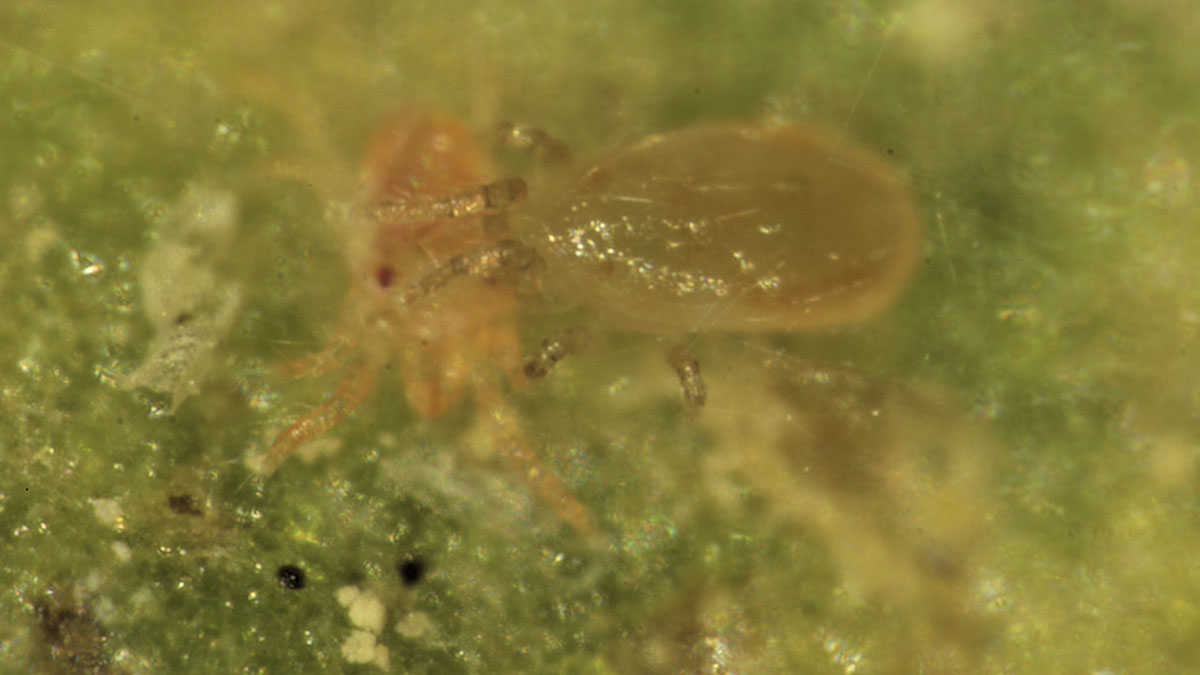 Predatory mite attacking two-spotted spider mite