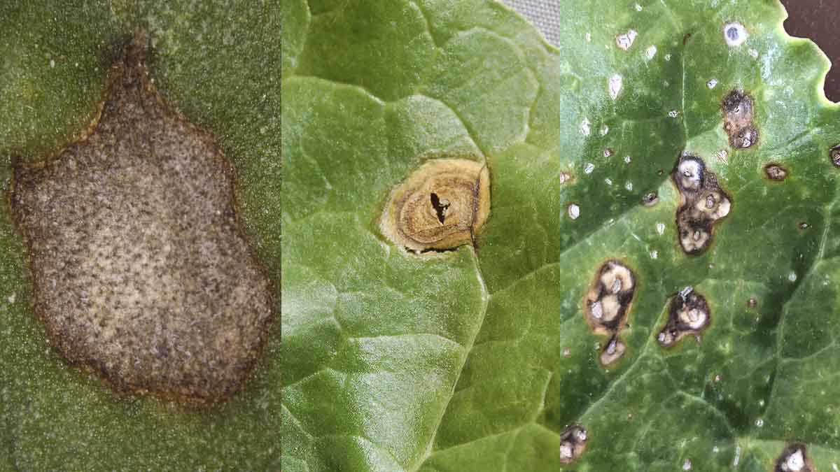 Lesions from Cersopora leaf spot (left), Phoma leaf spot (center) and bacterial leaf spot (right)